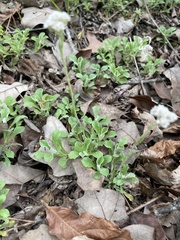 Antennaria virginica