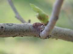 Orchestes steppensis
