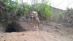 Athene cunicularia rostrata