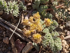 Lomatium foeniculaceum fimbriatum