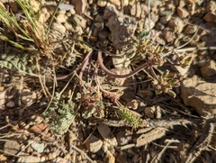 Lomatium foeniculaceum fimbriatum