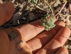 Lomatium foeniculaceum fimbriatum