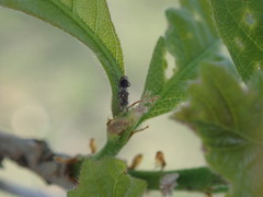 Brachycaudonia