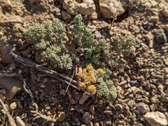 Lomatium foeniculaceum fimbriatum