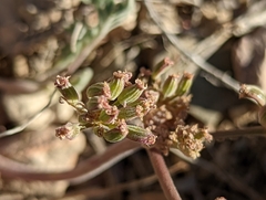 Lomatium foeniculaceum fimbriatum
