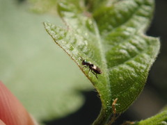 Brachycaudonia