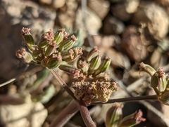 Lomatium foeniculaceum fimbriatum