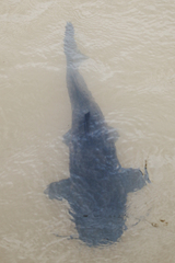 Steindachneridion melanodermatum