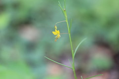 Physostemon guianense