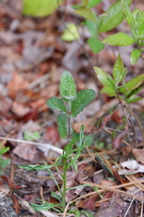Eupatorium pilosum
