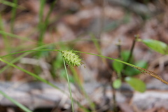 Carex bullata
