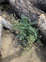 Tauschia parishii