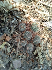 Mammillaria beneckei