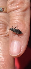 Phymatodes