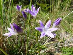 Triteleia bridgesii