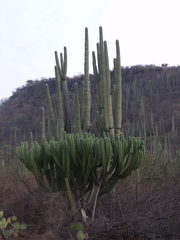 Isolatocereus dumortieri