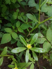 Portulaca mucronata