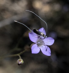 Adela singulella
