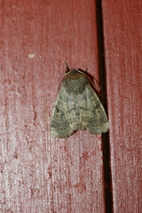 Orthosia