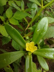 Portulaca mucronata