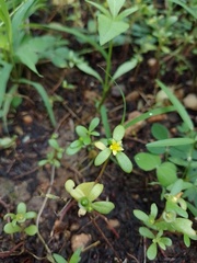 Portulaca umbraticola