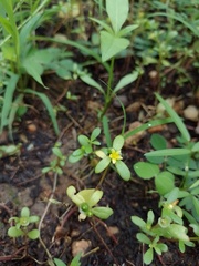 Portulaca umbraticola