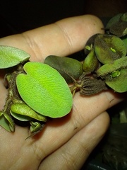 Salvinia radula
