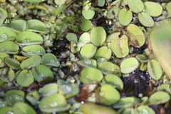 Salvinia auriculata