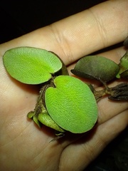Salvinia radula