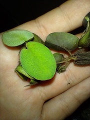 Salvinia radula