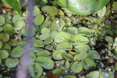 Salvinia auriculata