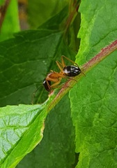 Camponotus sanctus