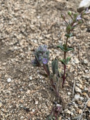 Phacelia novenmillensis