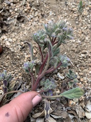 Phacelia novenmillensis