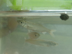 Hemiculter leucisculus