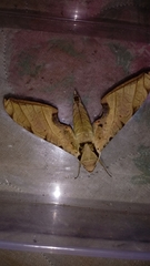 Protambulyx strigilis