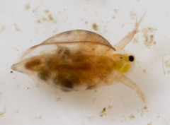 Simocephalus