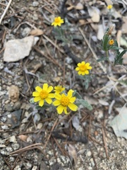Eriophyllum ambiguum