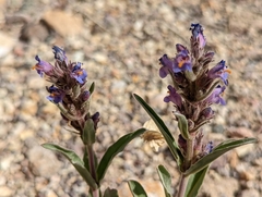 Penstemon barnebyi