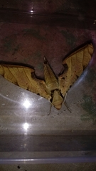 Protambulyx strigilis