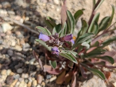 Penstemon barnebyi