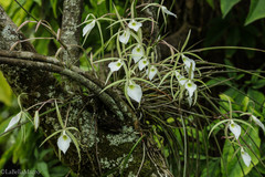 Brassavola tuberculata