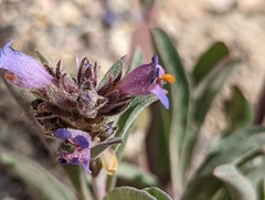 Penstemon barnebyi