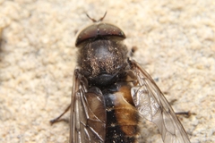 Hybomitra nuda