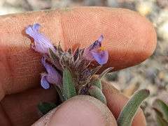Penstemon barnebyi