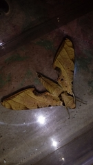 Protambulyx strigilis