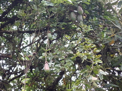 Passifloraceae