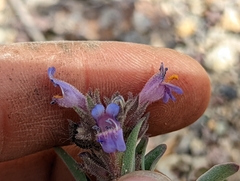 Penstemon barnebyi