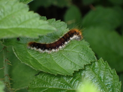 Malacosoma constricta