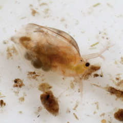 Simocephalus